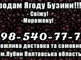 Зображення для оголошення Підприємство продає гуртом ягоду бузини! Деталі за телефоном!Умови Договірні