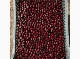 Зображення для оголошення Продам вишню шокової заморозки