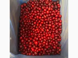 Зображення для оголошення Куплю вишню заморожену та інші ягоди від 200 тон