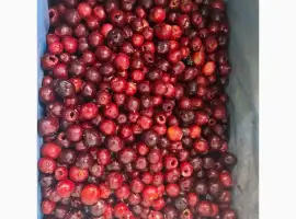 Зображення для оголошення Продам вишню б/к. Свіжоморожена