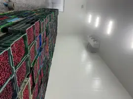 Зображення для оголошення Продам Вишню заморожену
