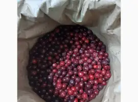Зображення для оголошення Куплю заморожену вишню з кісточкою