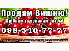 Зображення для оголошення Реалізую вишню 2025року