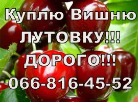 Зображення для оголошення На постійній основі закуповую вишню від населення та оптом