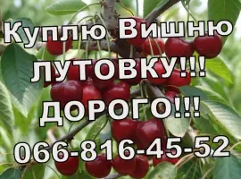 Зображення для оголошення Закуповую вишню оптом!Високі ціни! Великим і дрібним оптом