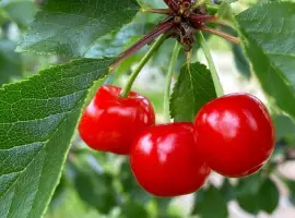 Зображення для оголошення Куплю свіжу вишню