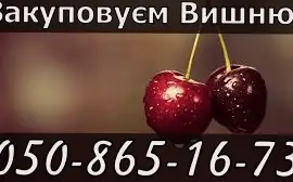 Зображення для оголошення Заготівля вишні 2025!!!Високі ціни