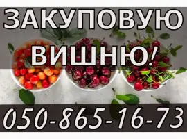 Зображення для оголошення Куплю вишню!ДОРОГО!Будь який обсяг