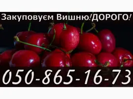 Зображення для оголошення Куплю вишню за найвищими цінами в області