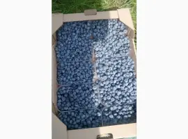 Зображення для оголошення Продам лохину
