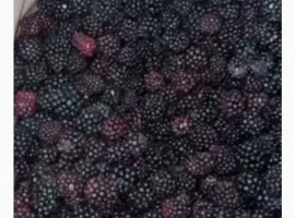 Зображення для оголошення Продам ожину морожену культивовану