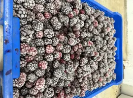 Зображення для оголошення Продам заморожену Ожину