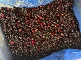 Зображення для оголошення Продам ожину лісову