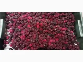 Зображення для оголошення Продам заморожену культивовану ожину 2-3 сорт