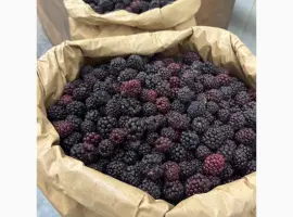 Зображення для оголошення Продам заморожену культивовану Ожину