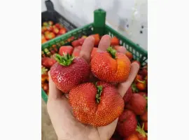 Зображення для оголошення Ягоди полуниці