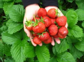 Зображення для оголошення Куплю полуницю