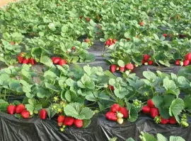 Зображення для оголошення Продам полуницю оптом
