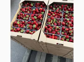 Зображення для оголошення Продам полуницю