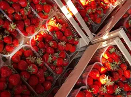Зображення для оголошення Куплю полуницю оптом