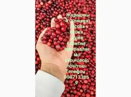 Зображення для оголошення Продам журавлину
