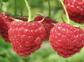Зображення для оголошення Куплю малину 95/5
