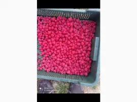 Зображення для оголошення Куплю малину заморожену