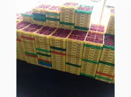Зображення для оголошення Продам готовый бизнес. Плантация малины 2га