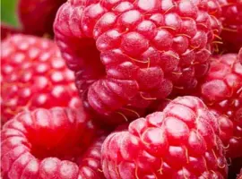 Зображення для оголошення Куплю малину свежую для заморозки