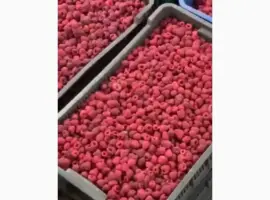 Зображення для оголошення Продам заморожену малину оригінал