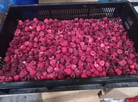Зображення для оголошення Продам малину заморожену оптом від 10 тонн. 65/35