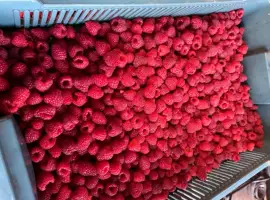 Зображення для оголошення Куплю малину свіжу