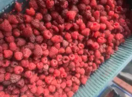 Зображення для оголошення Куплю малину на заморозку