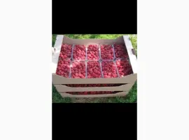 Зображення для оголошення Продам малину Полана
