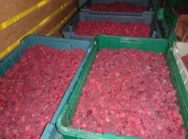 Зображення для оголошення Куплю малину оптом