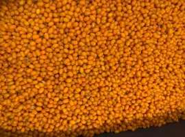 Зображення для оголошення Продам заморожену обліпиху оптом