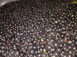 Зображення для оголошення Смородина заморожена