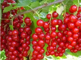 Зображення для оголошення Куплю свіжу порічку