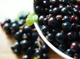 Зображення для оголошення Куплю смородину від населення