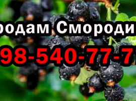 Зображення для оголошення На постійній основі продаю ягоду смородини 2025 року врожаю