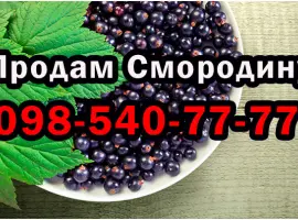 Зображення для оголошення Продам Смородину сезон 2025