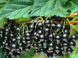 Зображення для оголошення Куплю чорну смородину ОПТ