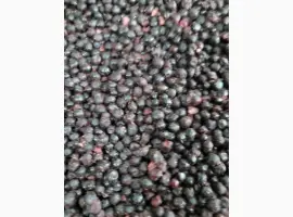 Зображення для оголошення Купуємо чорницю заморожену
