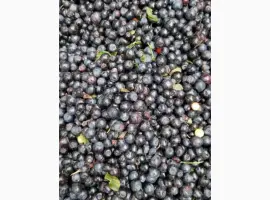 Зображення для оголошення Куплю чорницю заморожену