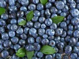 Зображення для оголошення Купуємо чорницю