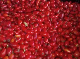 Зображення для оголошення Купимо шипшину
