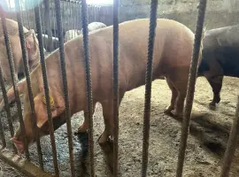 Зображення для оголошення Свинина живым весом , порода Пьетрен, Дюрок