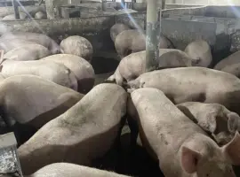 Зображення для оголошення Продам свиней !! жива вага