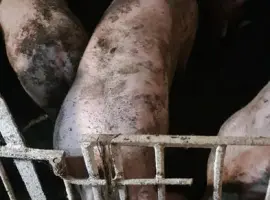 Зображення для оголошення Продам свиней живым весом,Свині живою вагою