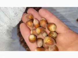 Зображення для оголошення Фундук Заготовляю